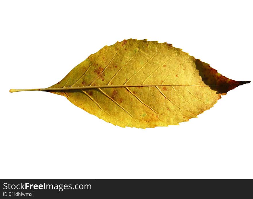 Unique autumn sheet of yellow color isolated on white background. Unique autumn sheet of yellow color isolated on white background