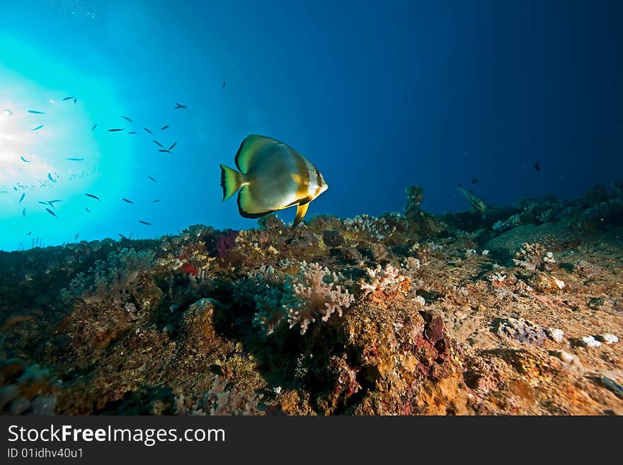 Wreck Dunraven 1876 taken in the red sea.