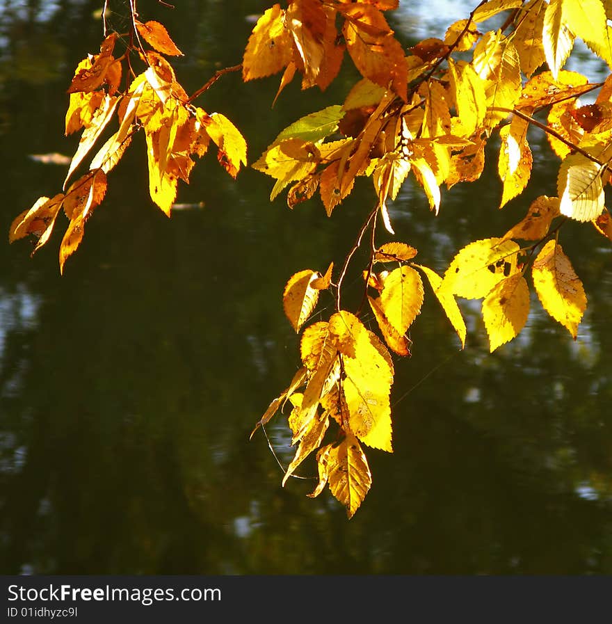 Red autumn foliage covered by  sun on  green background