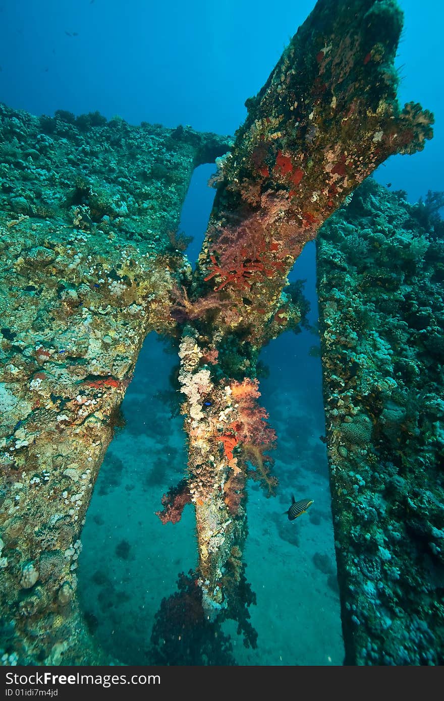 Wreck Dunraven 1876 taken in the red sea. Wreck Dunraven 1876 taken in the red sea.