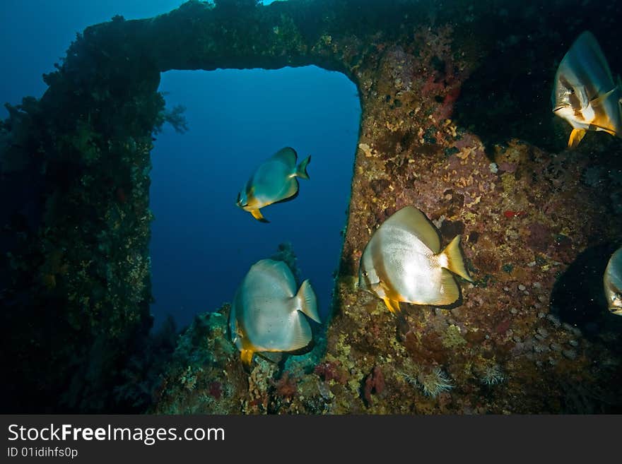 Wreck Dunraven 1876 taken in the red sea.