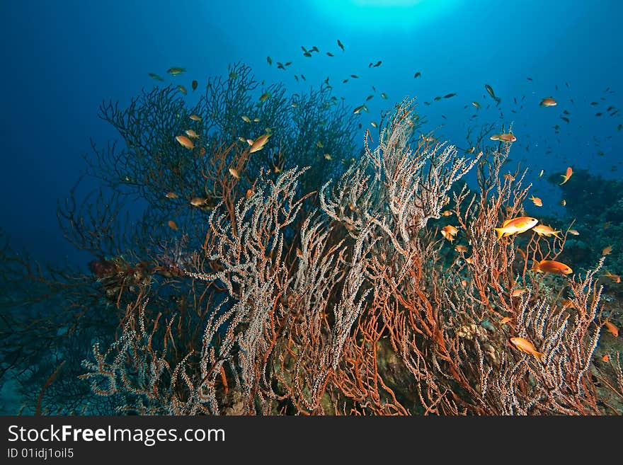 Coral, ocean and fish taken in the red sea.