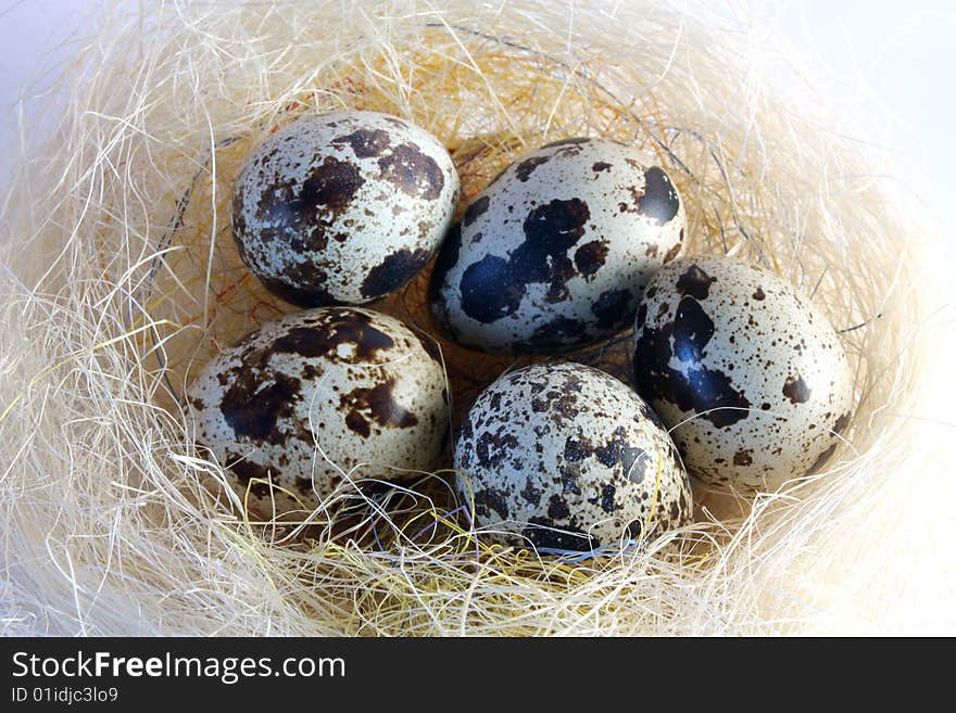 Quail Eggs In Nest