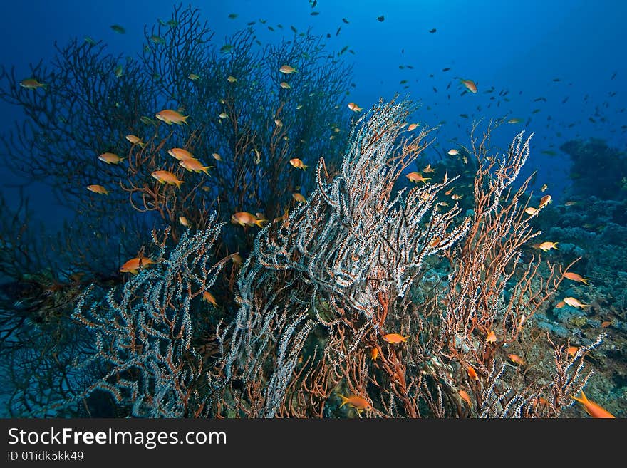 Coral, ocean and fish taken in the red sea.