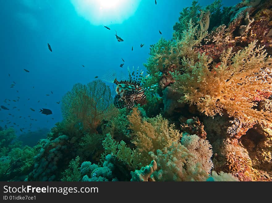 Coral, ocean and fish taken in the red sea.