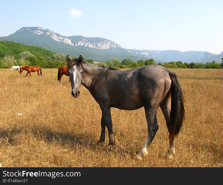 Herd of horses on  pasture on  background of mountain district,  sunny day