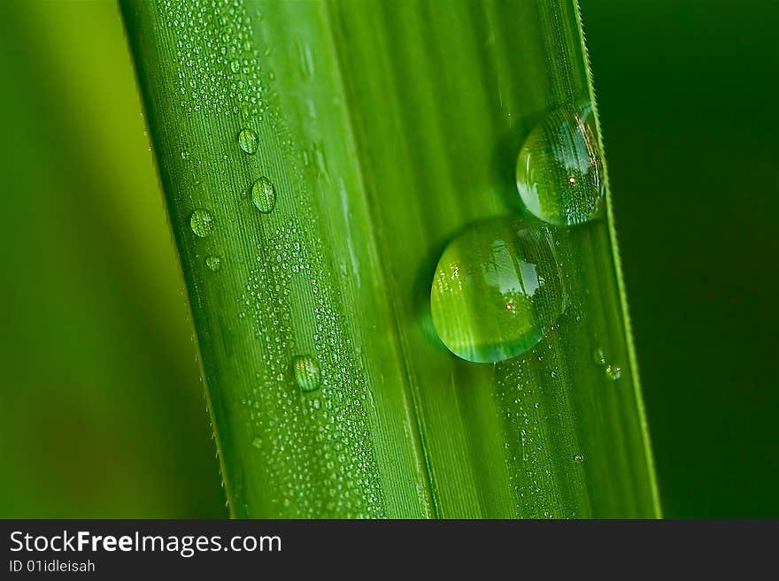 Morning dew droplets in a bamboo leaf. Morning dew droplets in a bamboo leaf.