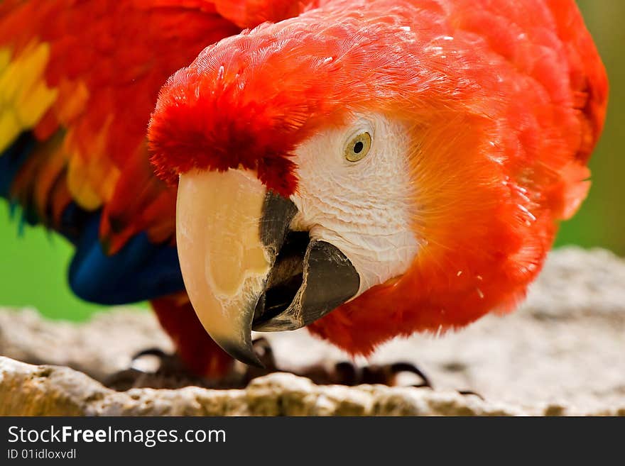 Macaw bird having its feast with nuts. Macaw bird having its feast with nuts.