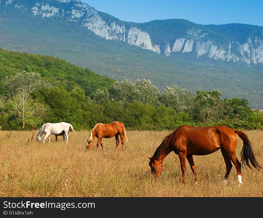 Herd of horses on  pasture on  background of mountain district,  sunny day