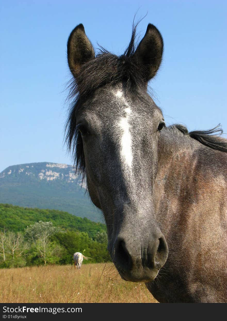 Herd of horses on  pasture on  background of mountain district,  sunny day