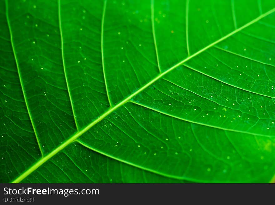 Photo of a leaf patters facing down. Photo of a leaf patters facing down