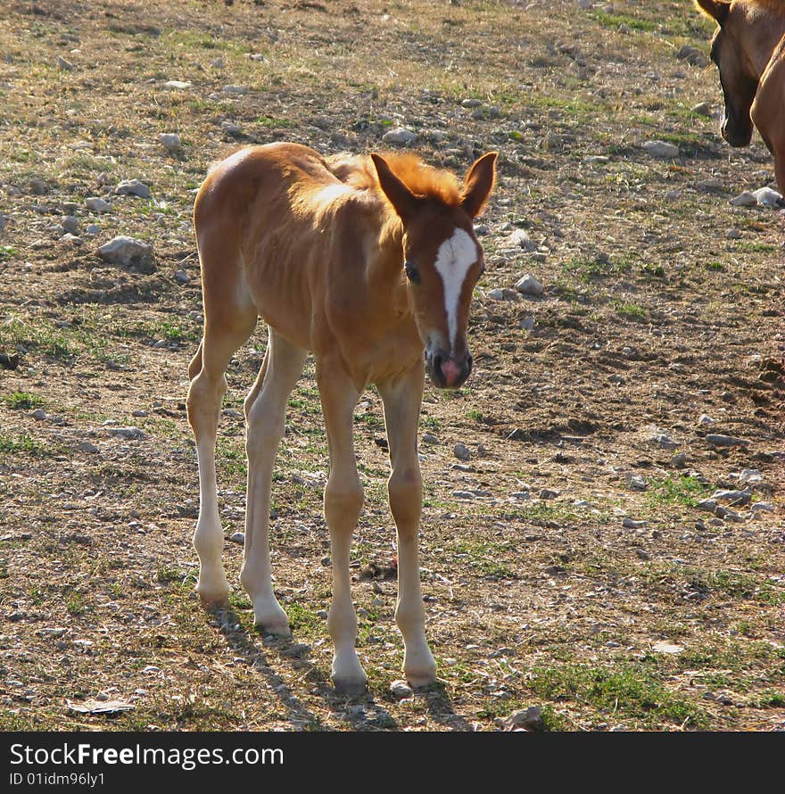 Young horse covered by  sun on  background of ground, summer day