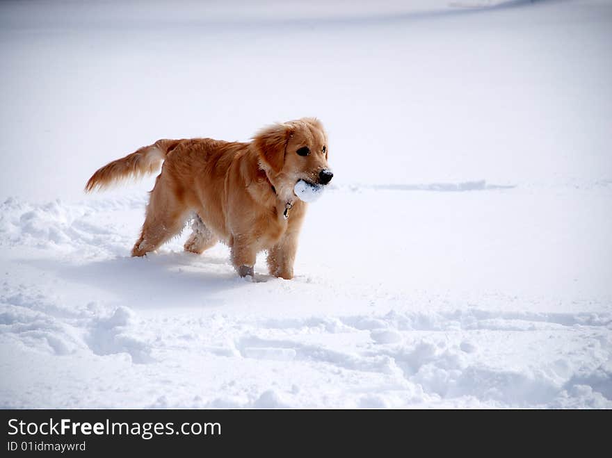 A young golden retriever playing in the snow.