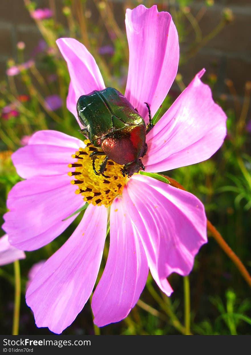 Beautiful decorative flower in  garden and  bug collecting nectar. Beautiful decorative flower in  garden and  bug collecting nectar