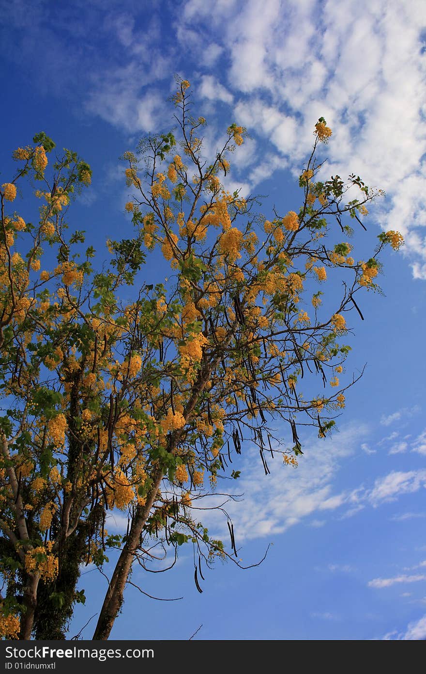 Tree And Sky