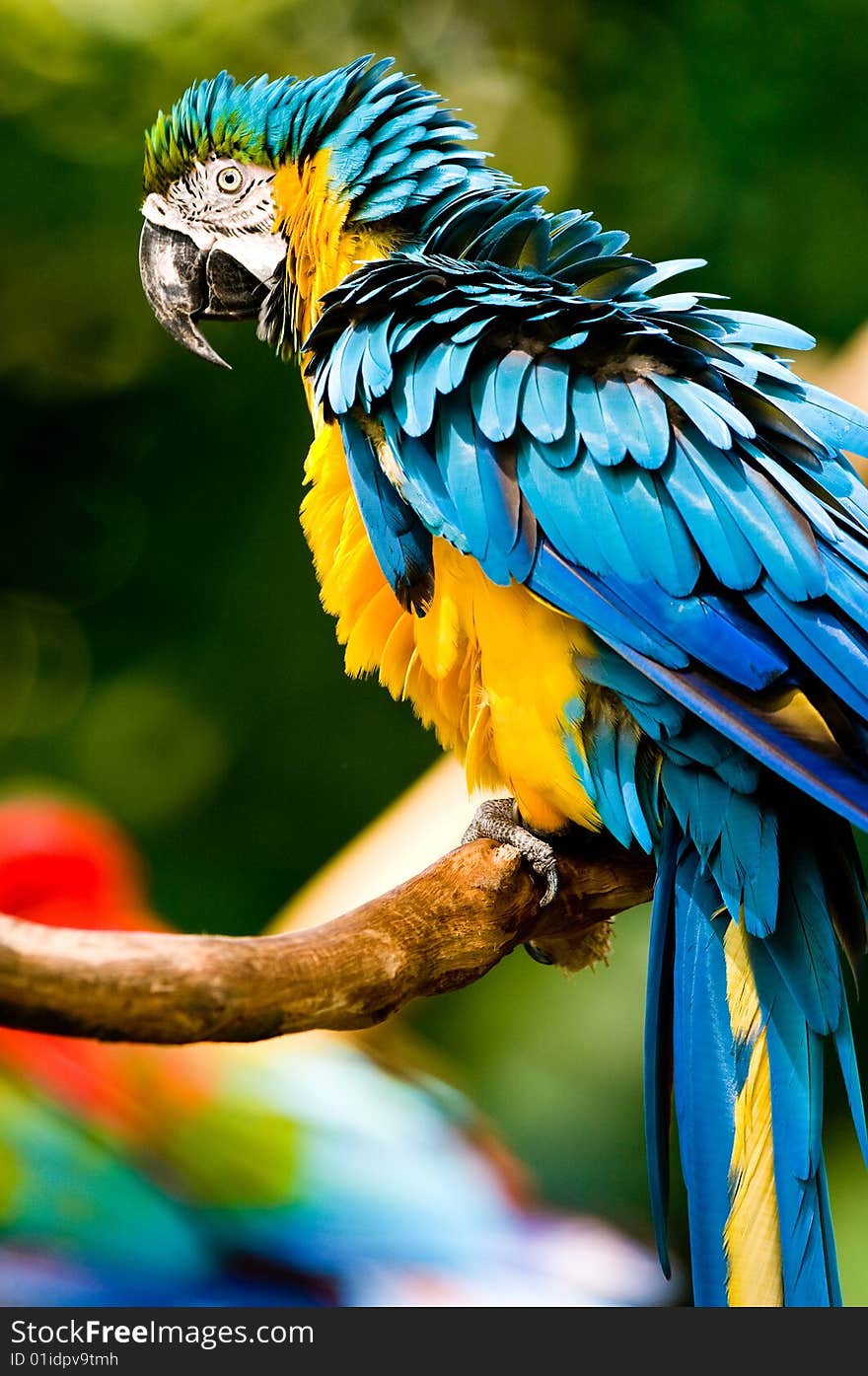 A Colourful Macaw In The Wild