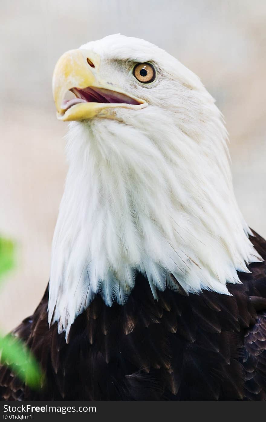 Bald Eagle