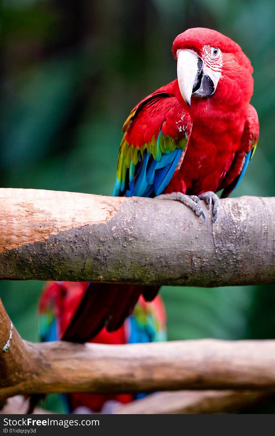 Wild Macaw