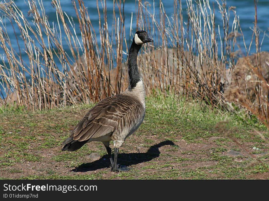 Canada Goose