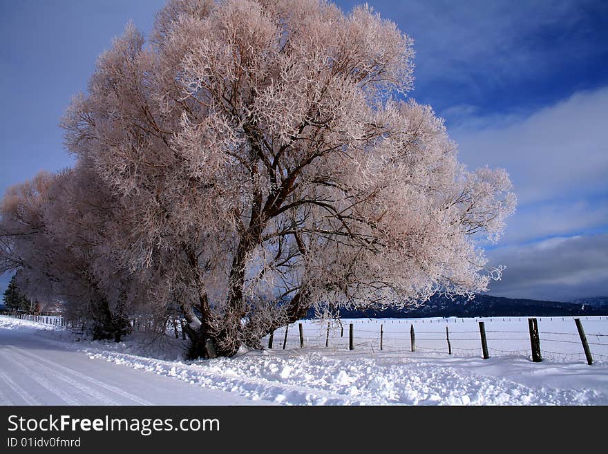 Winter morning featuring snow and hoar frost in central Idaho. Winter morning featuring snow and hoar frost in central Idaho