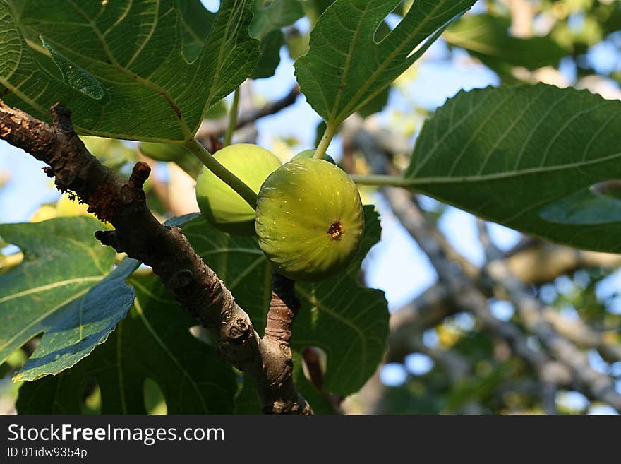 Two ripe figs on the tree