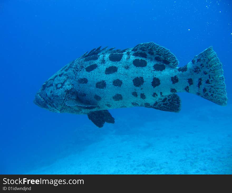 Picture was taken while diving at the Great Barrier Reef in Australia. Picture was taken while diving at the Great Barrier Reef in Australia