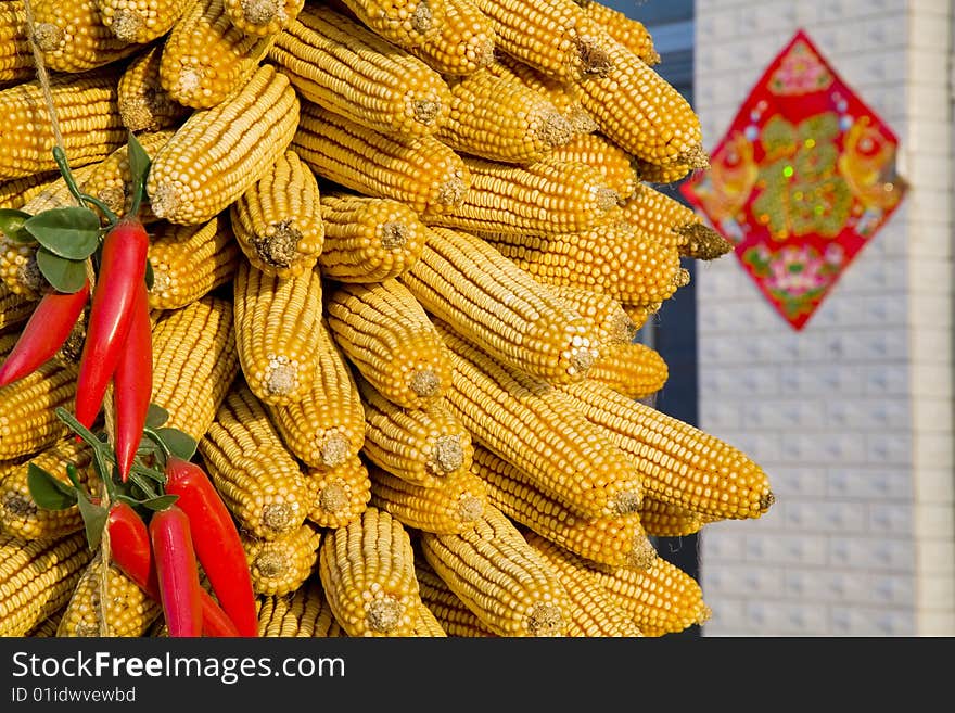 Dry ears of  corn on the cob