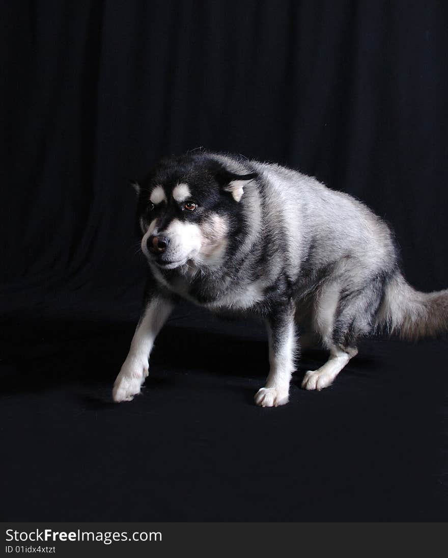 Husky mixed sneaking forward in a studio setting. Husky mixed sneaking forward in a studio setting.