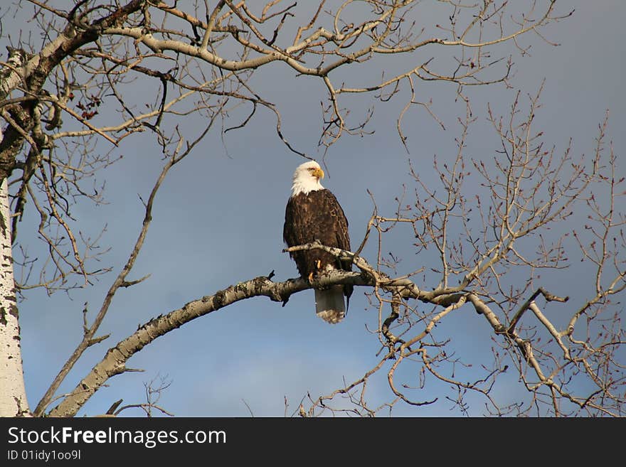 A bald eagle perched on a birch tree branch near Orr, MN on a sunny, autumn day.