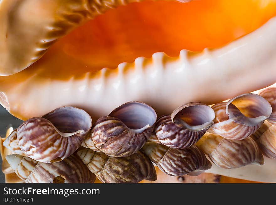 Sea cockleshells.