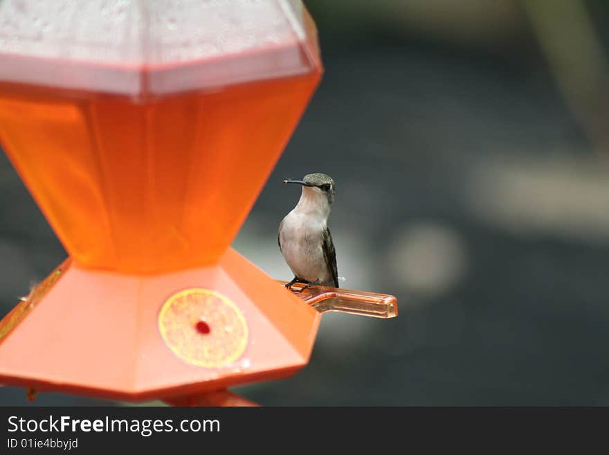 A female ruby-throated hummingbird perched on an orange feeder preparing to take a drink in Northome, MN.