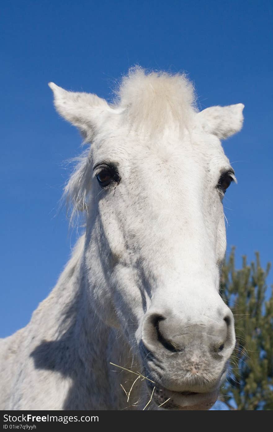 Horse head against blue sky