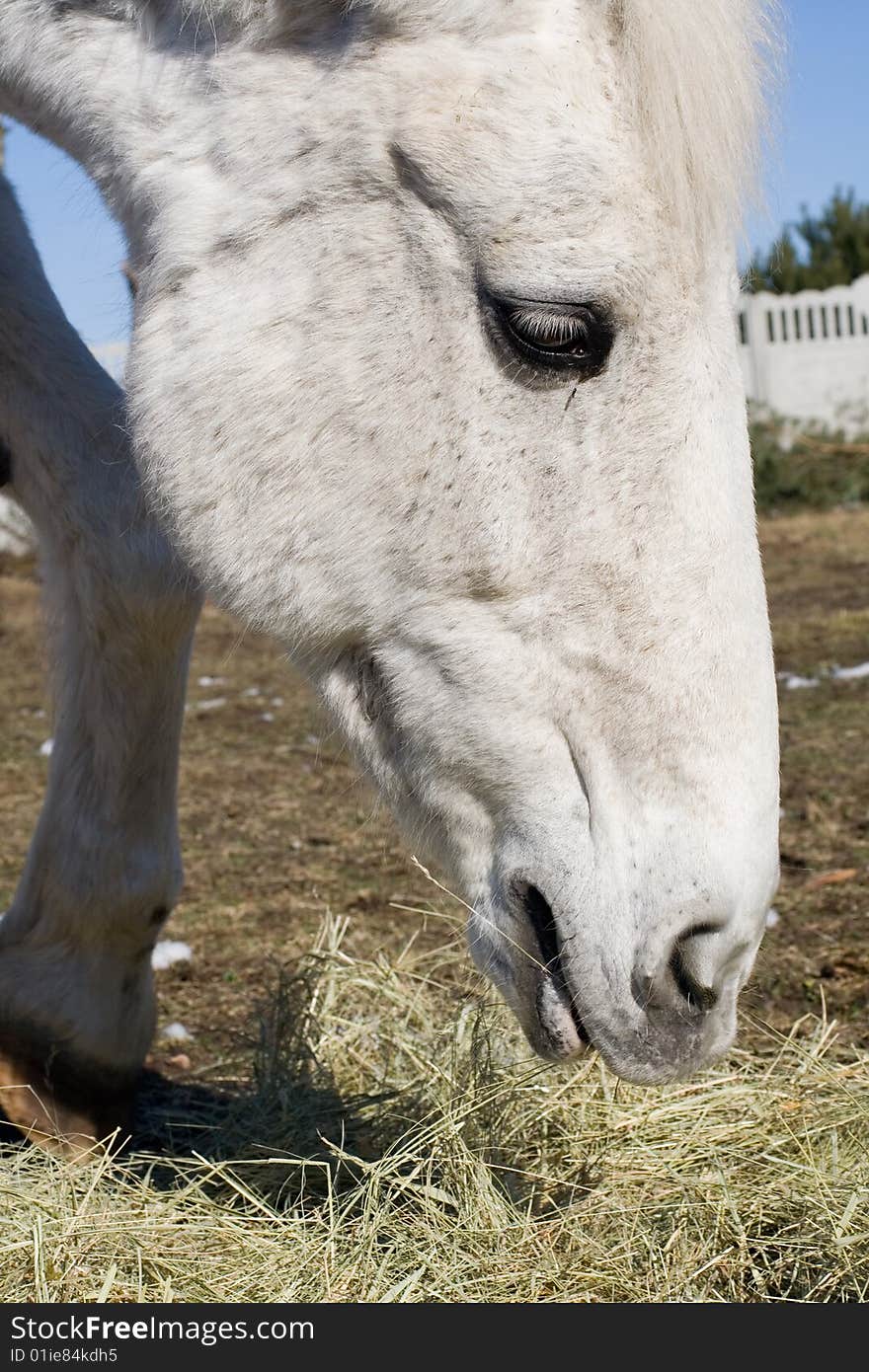 Head of white horse eating hay. Head of white horse eating hay