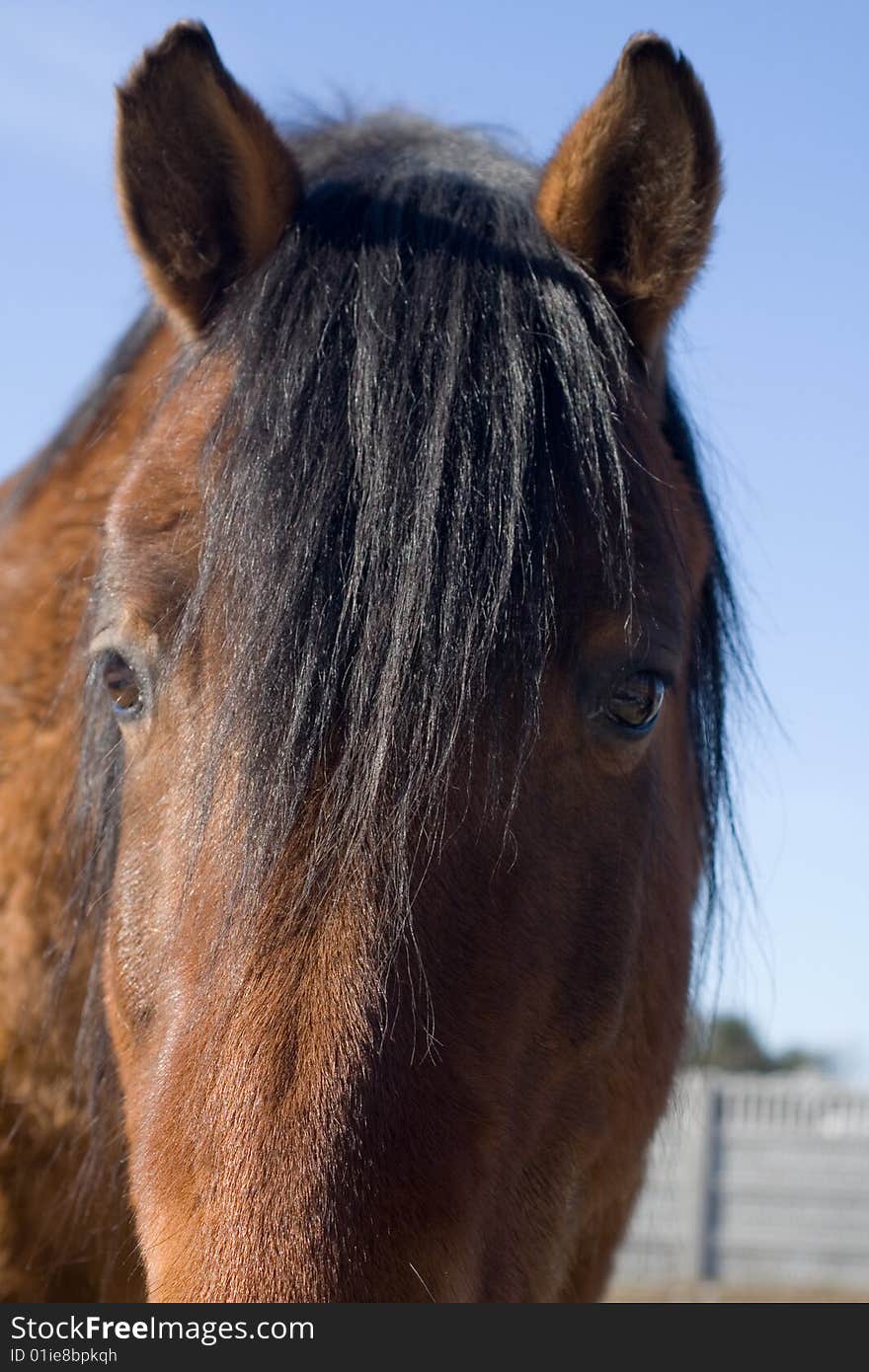 Portrait of brown horse