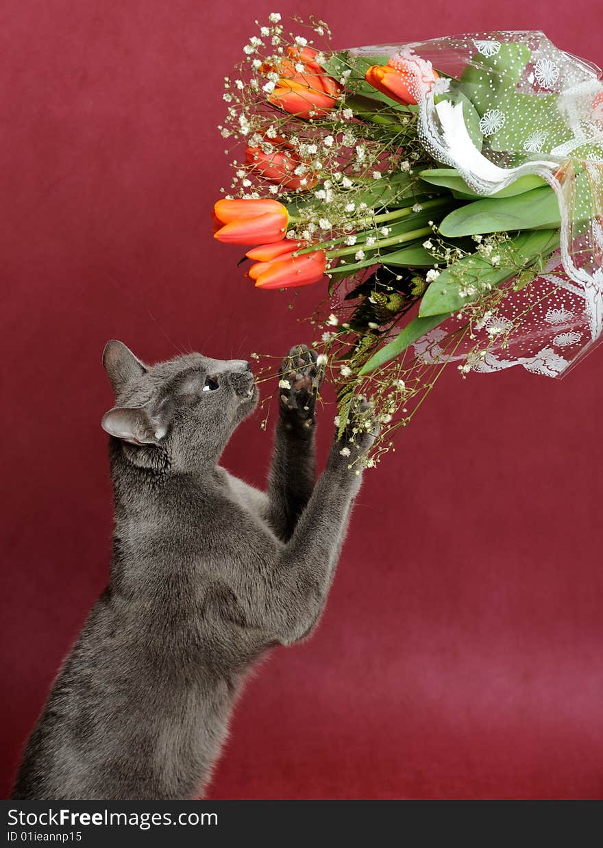 Cat and a bouquet of flowers