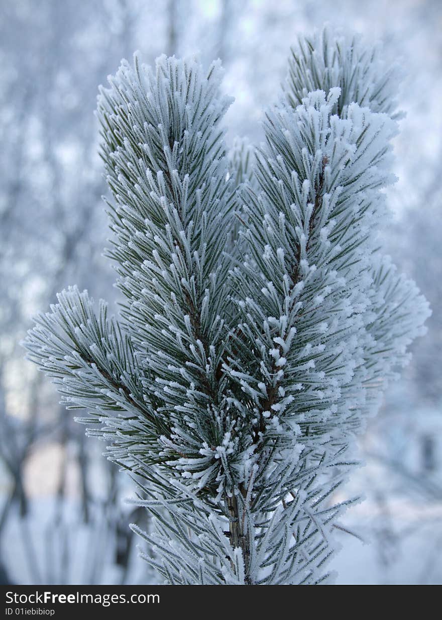 Vertical closeup of oa fir branch in winter