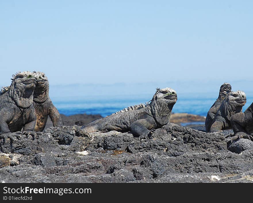 Sunning marine iguanas galapagos island