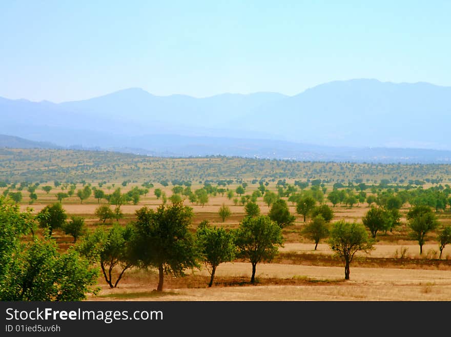 Young forest of Turkey and mountains