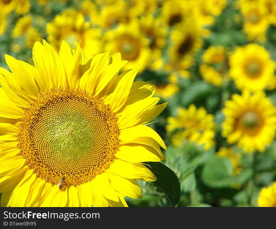 Sunflower