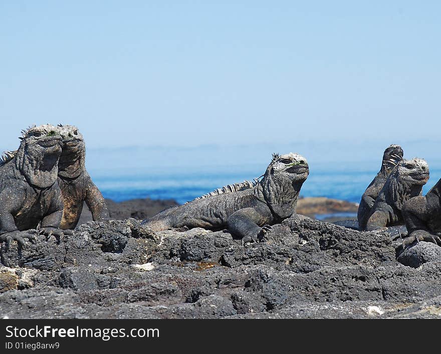 Marine iguanas