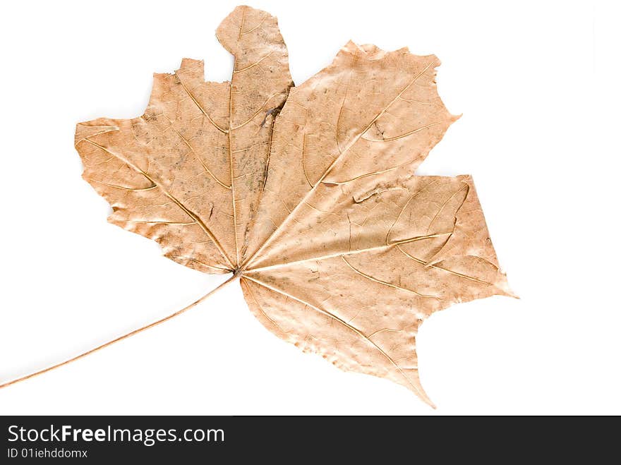 Destroyed autumn leaf on white background