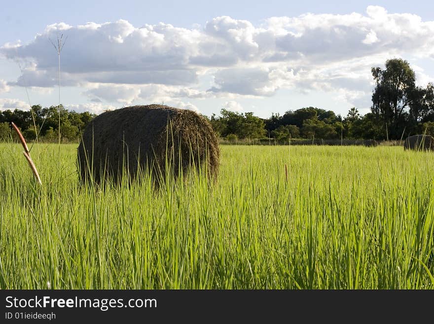 Harvest