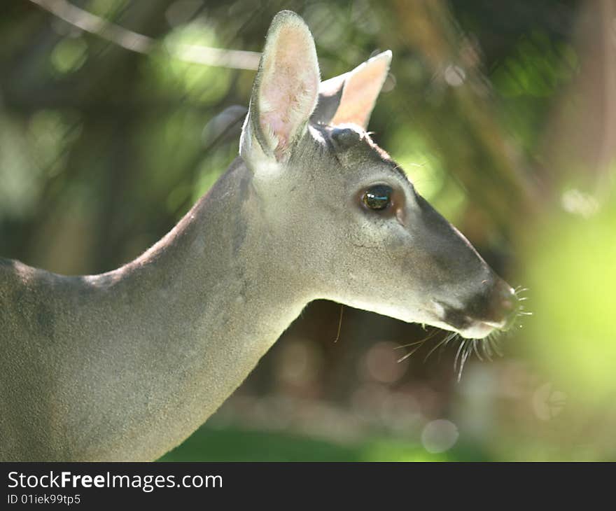 Beautiful deer the ears seem almost translucent in the sunlight.the gentleness is reflected in the eyes. Beautiful deer the ears seem almost translucent in the sunlight.the gentleness is reflected in the eyes.