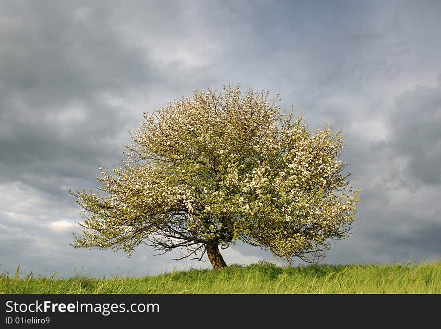 Blooming apple-tree on background of dark, cloudy sky, storm. Blooming apple-tree on background of dark, cloudy sky, storm