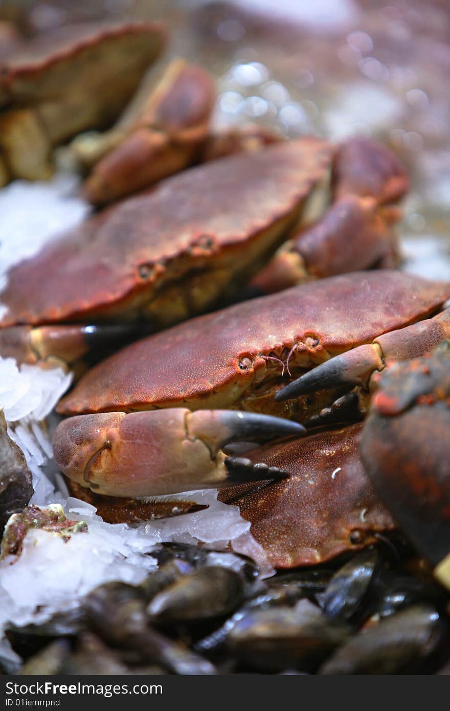 Fresh sea-food in the supermarket. Fresh sea-food in the supermarket.