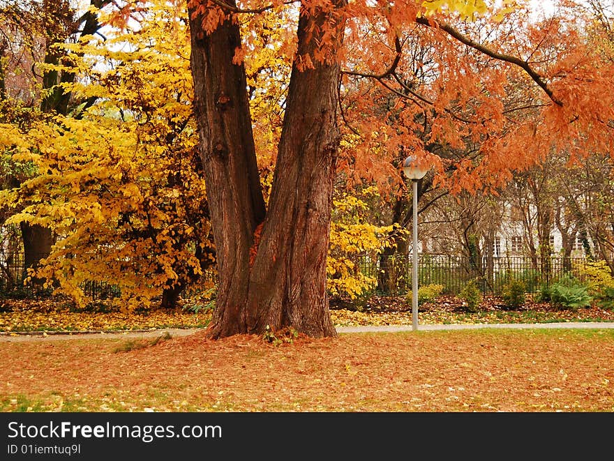 Orange autumn in Munich, Germany