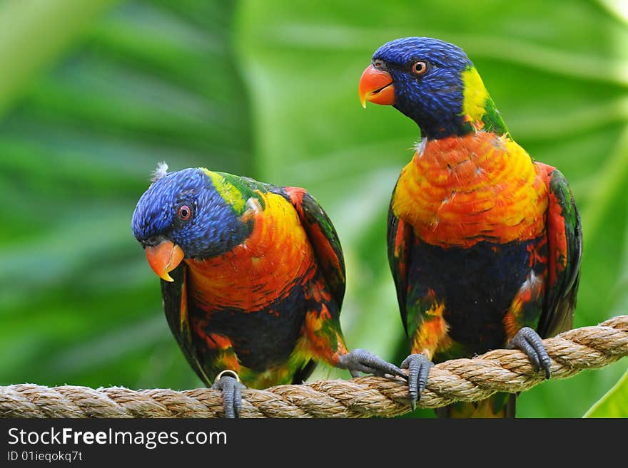 photo taken in zoological garden oudtshorn,south africa. photo taken in zoological garden oudtshorn,south africa.