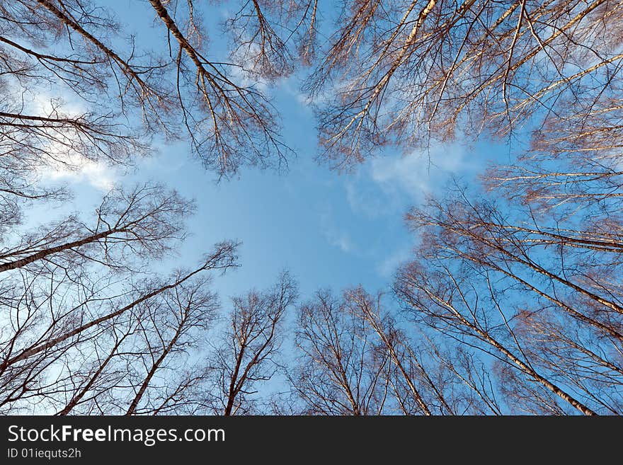 Winter tree crowns on deep blue sky. Winter tree crowns on deep blue sky