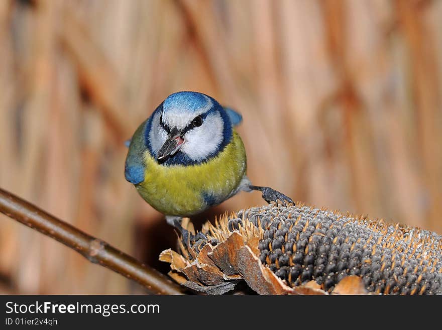 Blue tit with seeds in bill