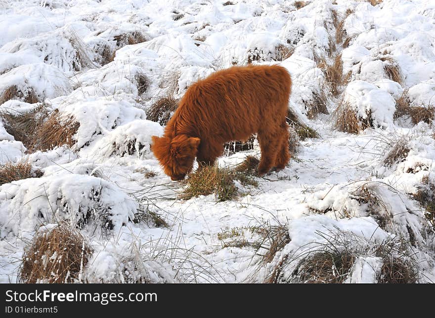 Young Highland Calve Grazing